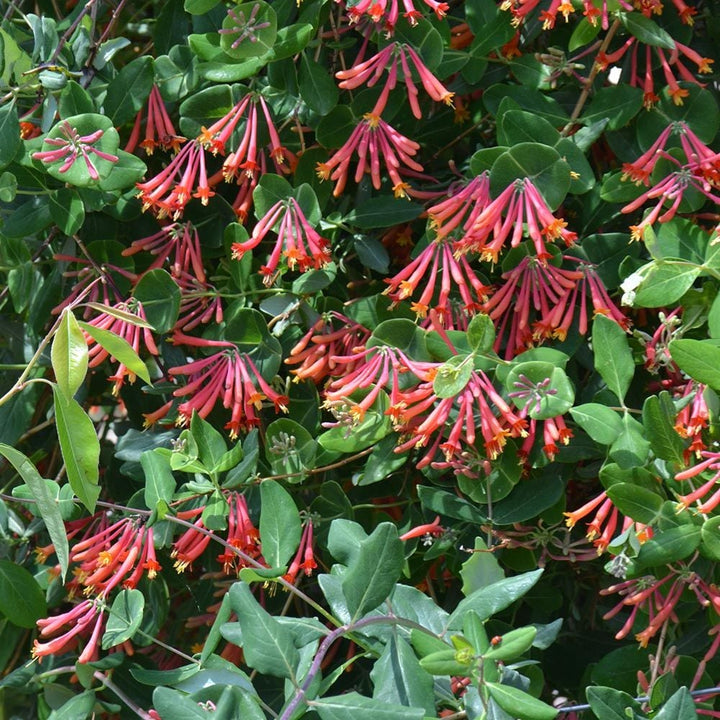Lonicera sempervirens 'Major Wheeler'