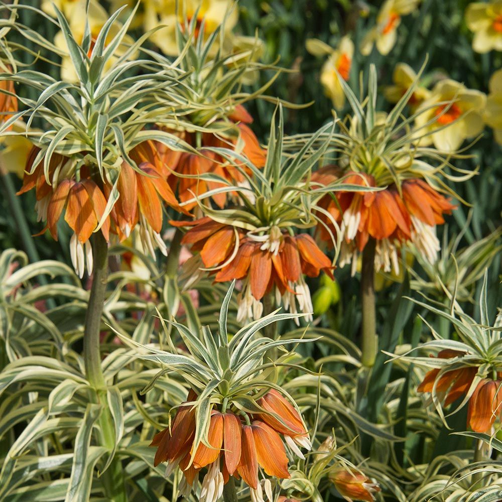 Fritillaria imperialis 'Aureomarginata'