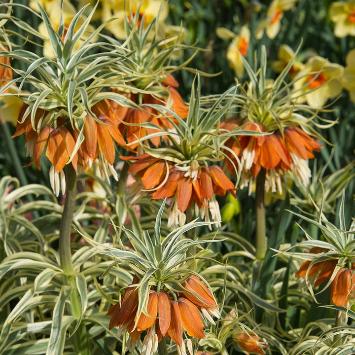 Fritillaria imperialis 'Aureomarginata'