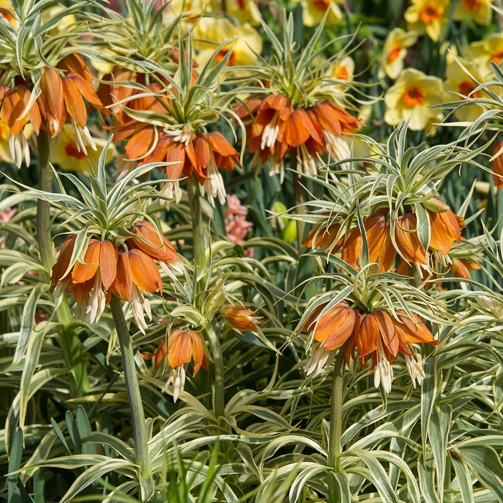 Fritillaria imperialis 'Aureomarginata'
