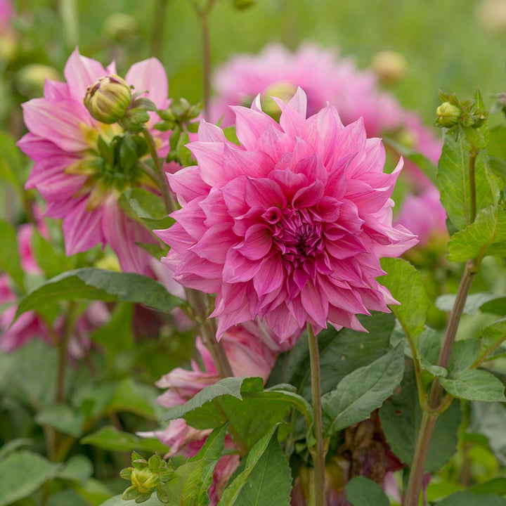Dahlia 'Café au Lait Rosé'
