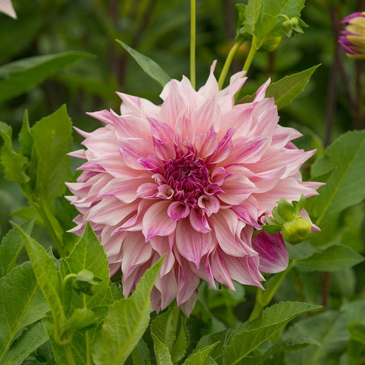 Dahlia 'Café au Lait Royal'