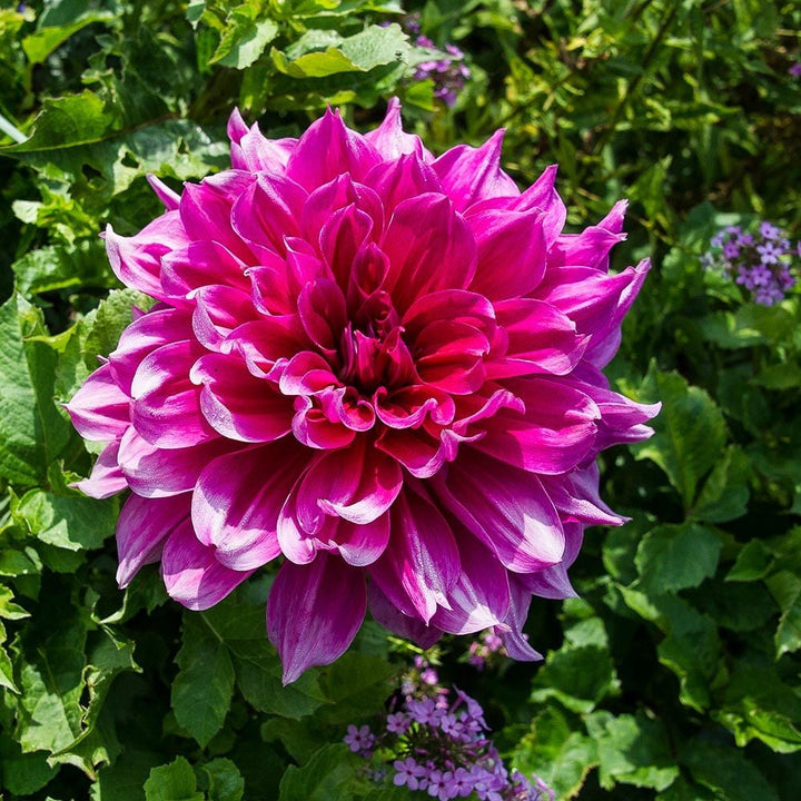 Dahlia 'Emory Paul'