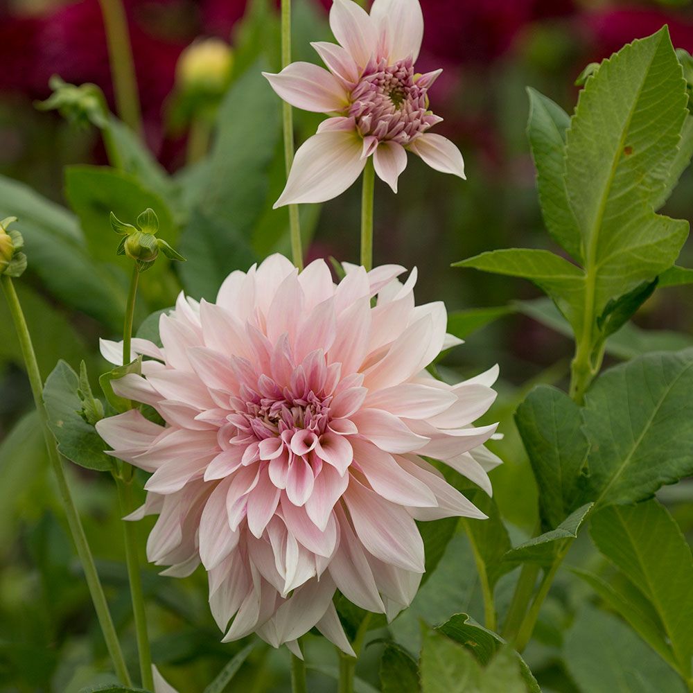 Dahlia 'Café au Lait'