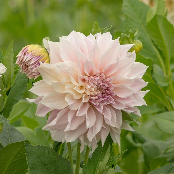 Dahlia 'Café au Lait'