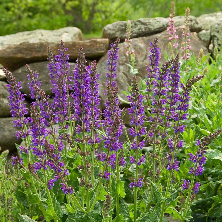 Salvia x sylvestris May Night