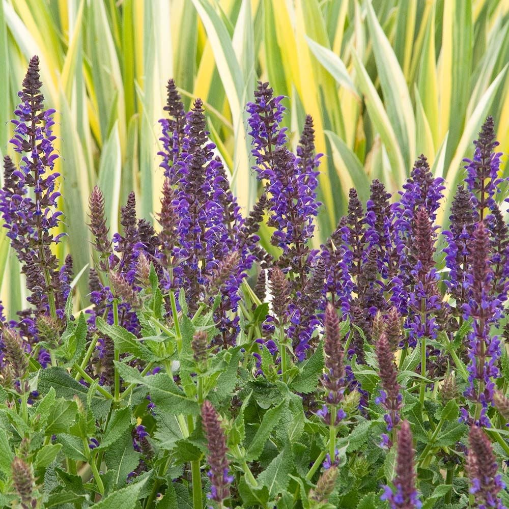 Salvia x sylvestris May Night