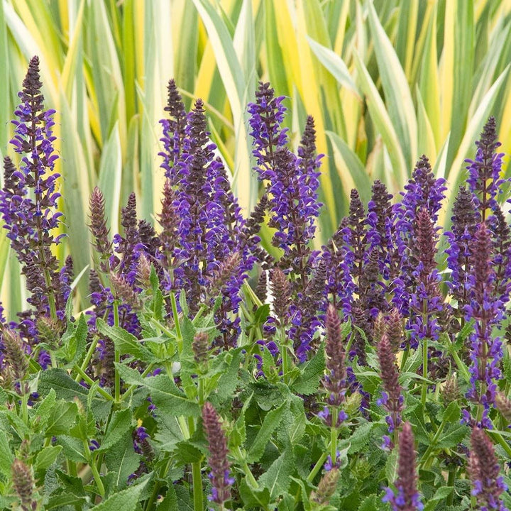 Salvia x sylvestris May Night