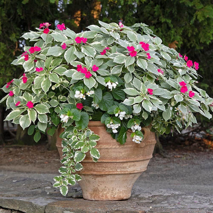 Cretan Pot Kioupi