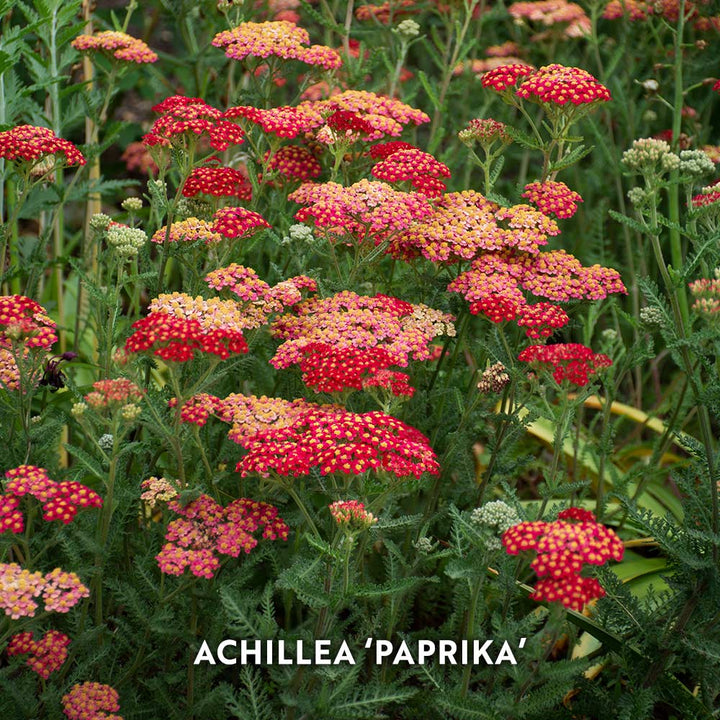 Start a Garden for Butterflies