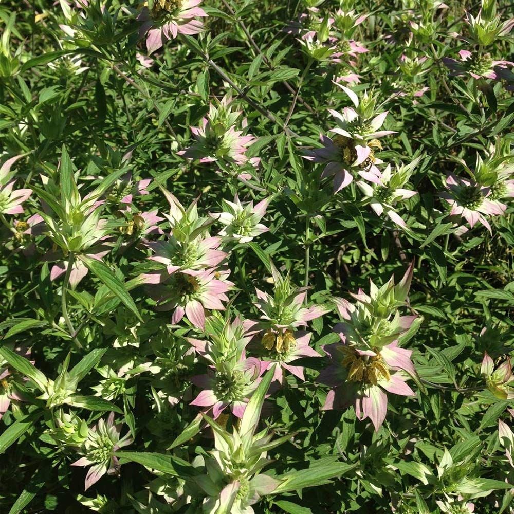 Monarda punctata