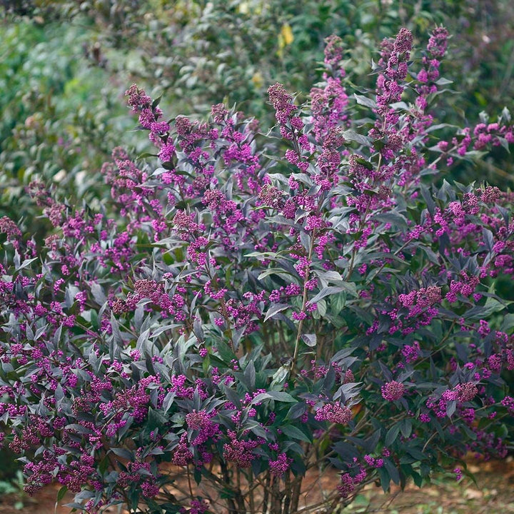Callicarpa Pearl Glam®