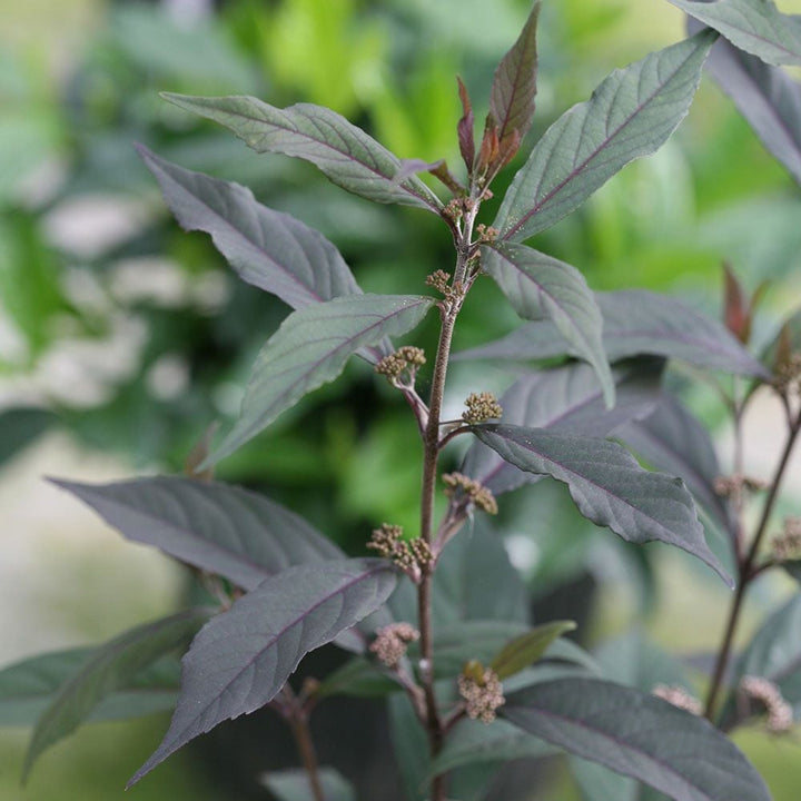 Callicarpa Pearl Glam®