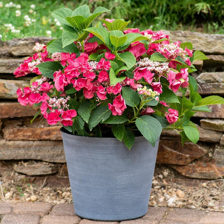 Hydrangea macrophylla Cherry Explosion