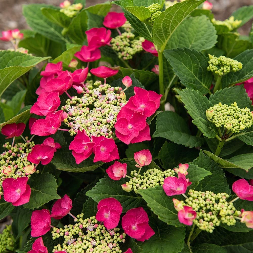 Hydrangea macrophylla Cherry Explosion
