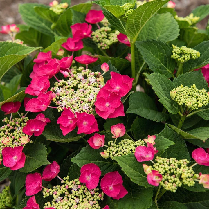 Hydrangea macrophylla Cherry Explosion