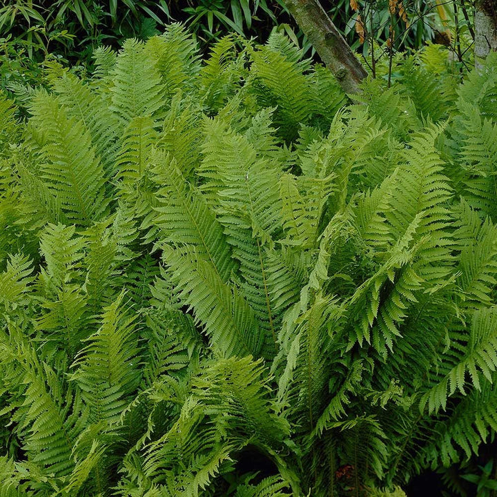 Matteuccia struthiopteris