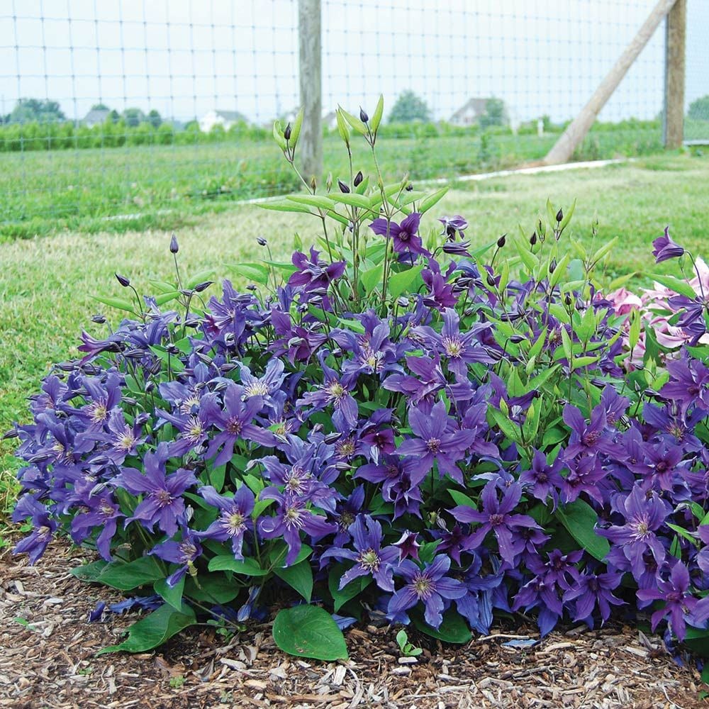 Full Season Color Duo Rose & Clematis Collection