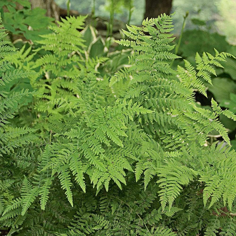 Athyrium filix-femina