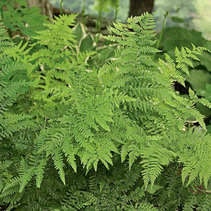 Athyrium filix-femina