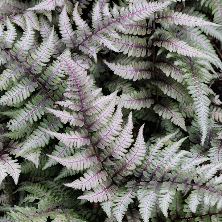 Athyrium niponicum var. pictum