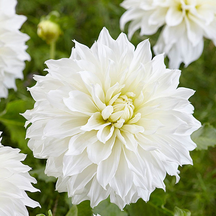 Dahlia 'Fleurel'