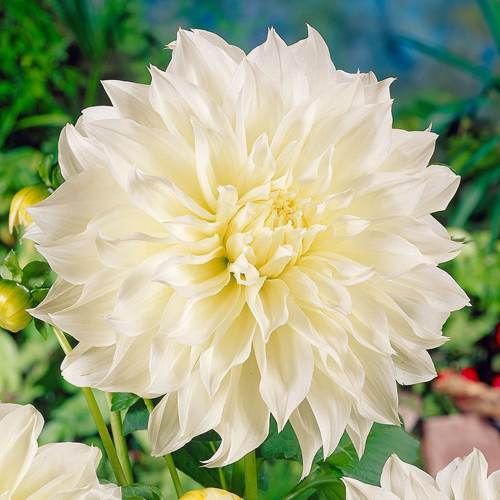 Dahlia 'Fleurel'