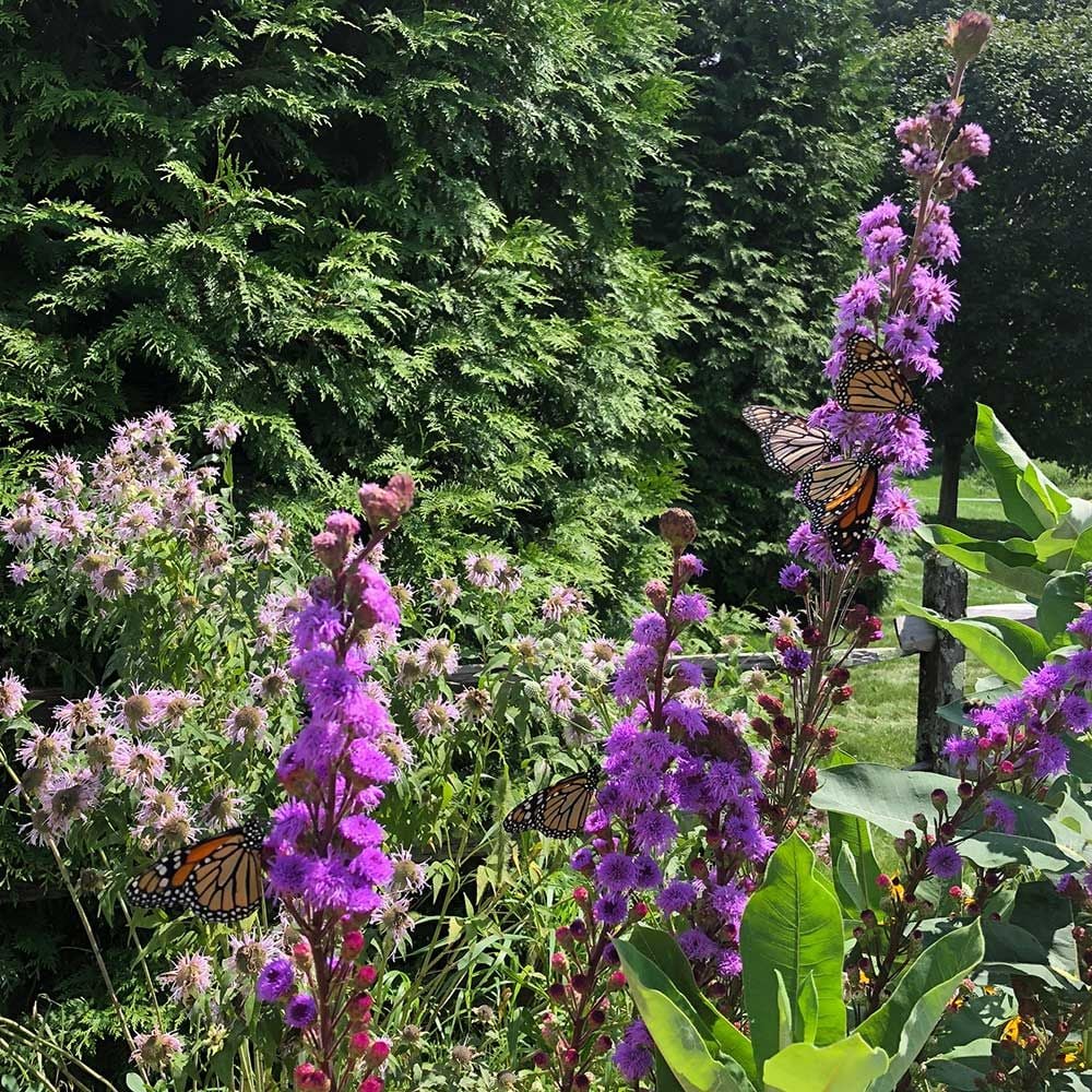 Liatris ligulistylis