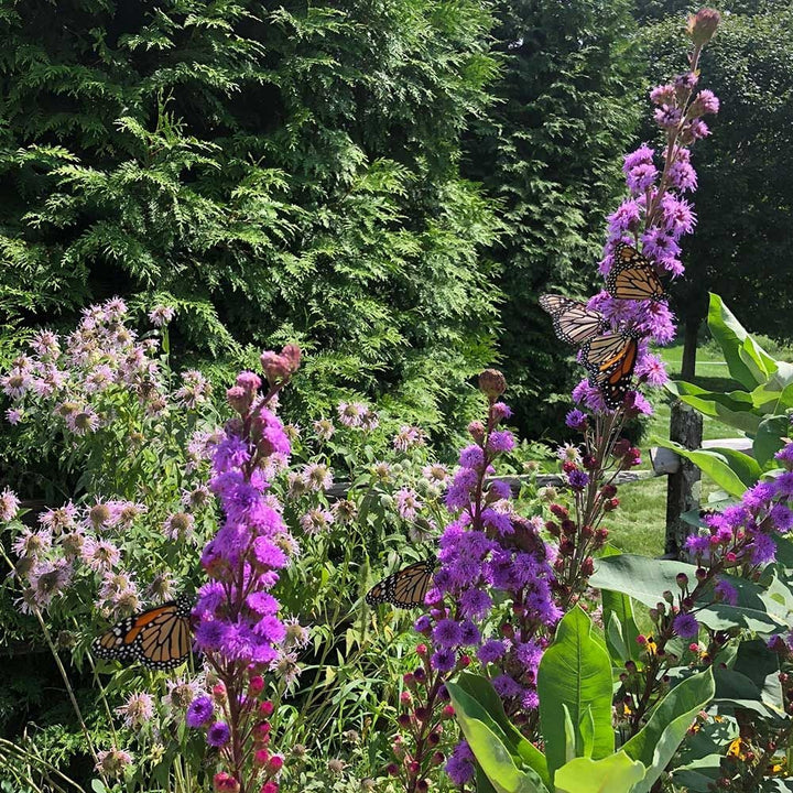Liatris ligulistylis