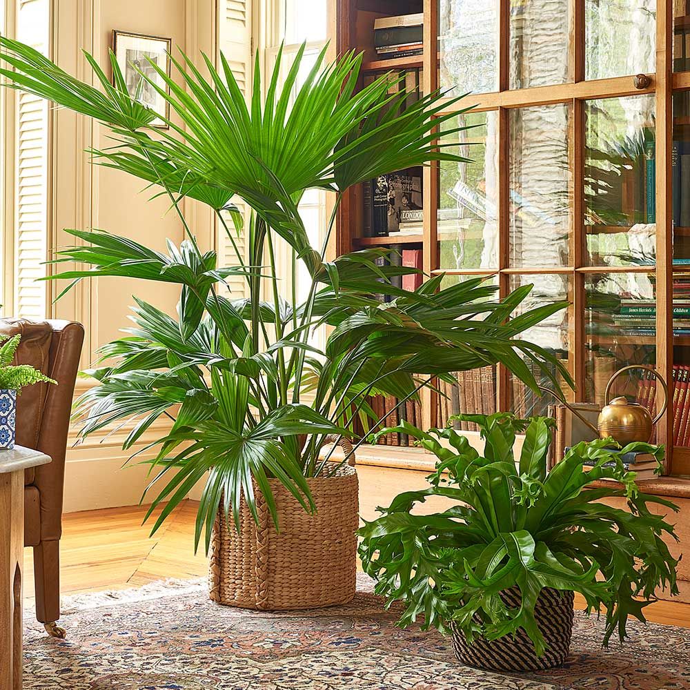 Chinese Fan Palm in Water Hyacinth basket