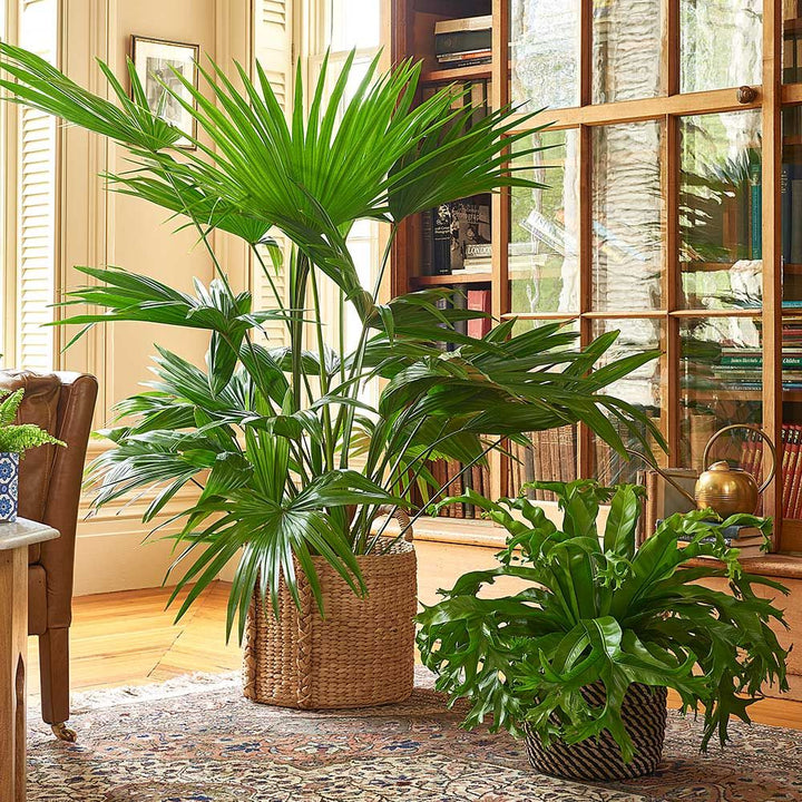 Chinese Fan Palm in Water Hyacinth basket