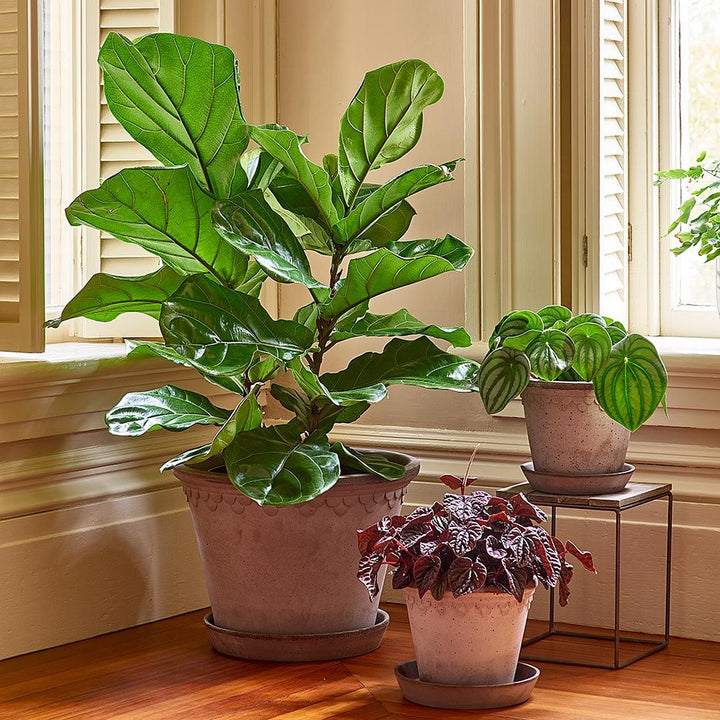 Fiddle-Leaf Fig in Bergs Gray Kobenhavner Pot & Saucer