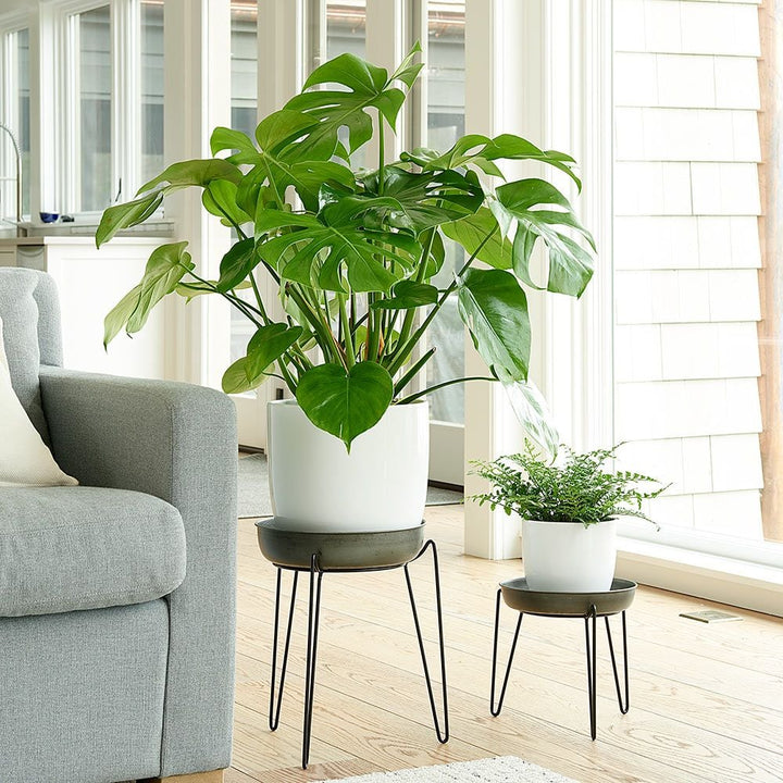 Split-Leaf Philodendron in ceramic cachepot