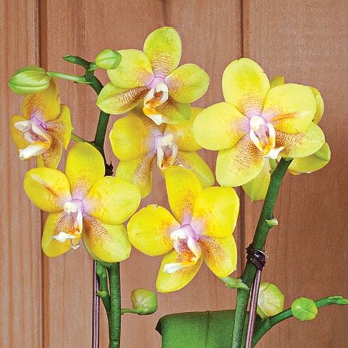 Yellow Mini Moth Orchids in 5½" white ceramic cachepot
