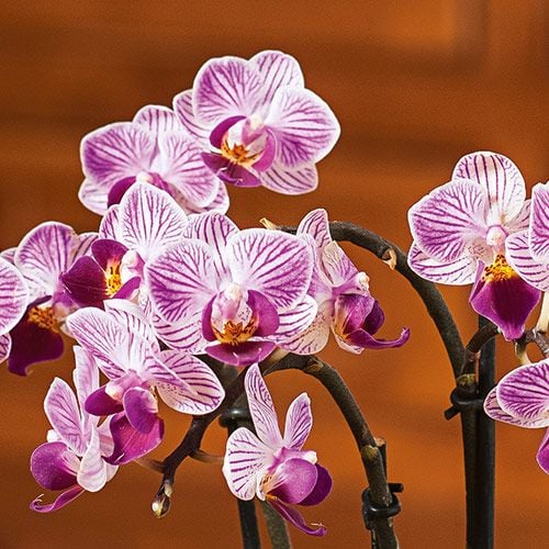 Purple-and-white Mini Moth Orchids in ceramic cachepot