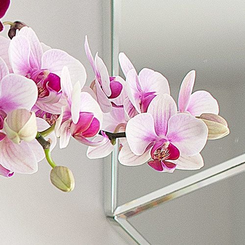 Blush White Compact Moth Orchids in 5" ceramic cachepot