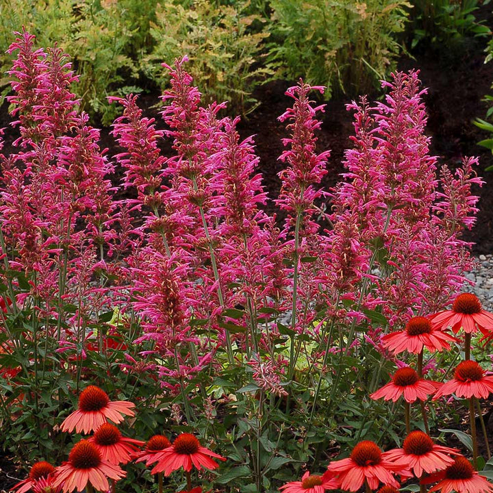 Agastache 'Morello'