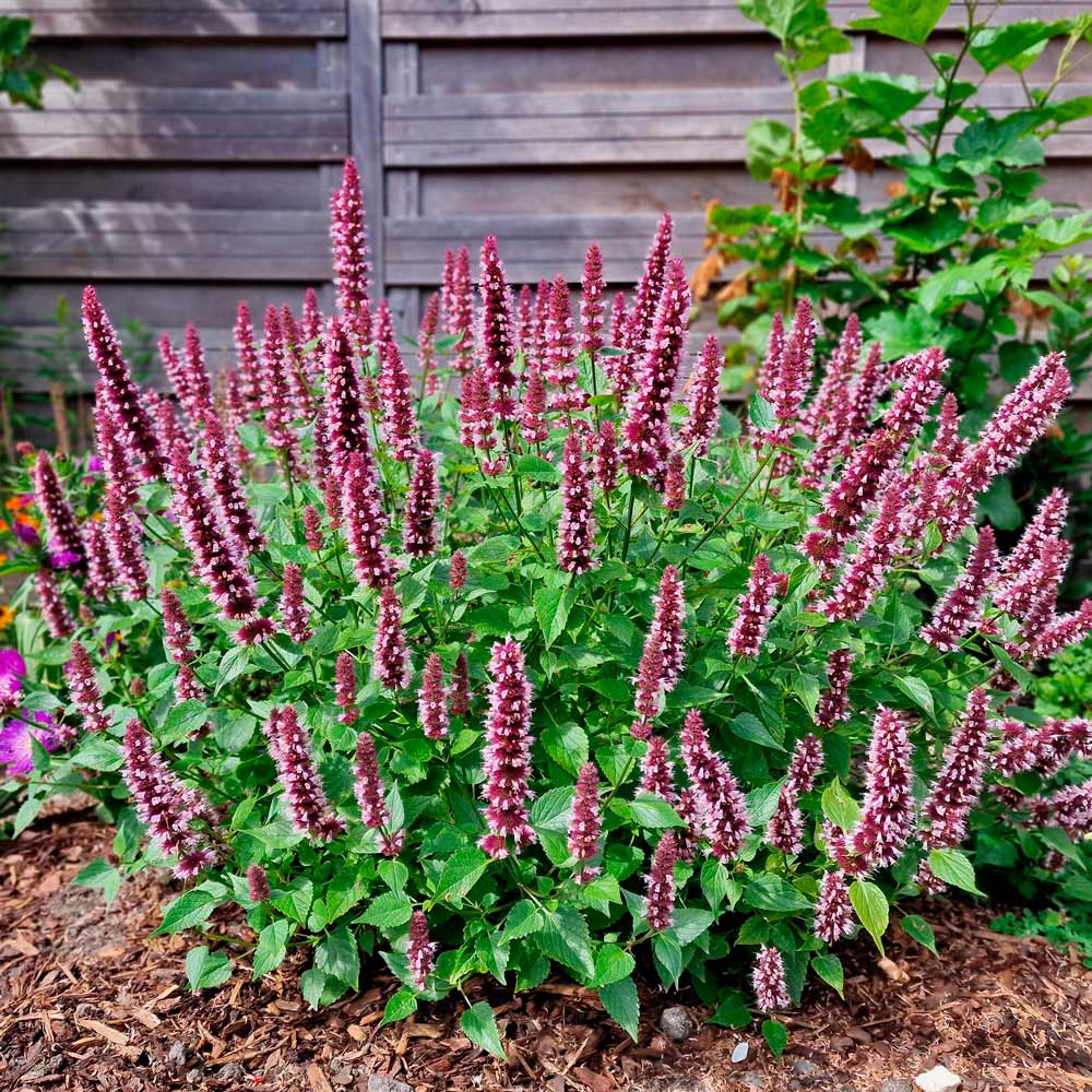 Agastache Beelicious® Pink