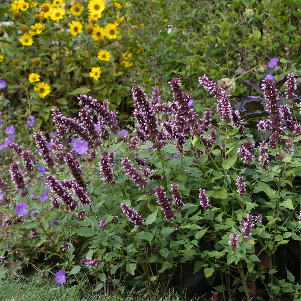 Agastache Beelicious® Pink