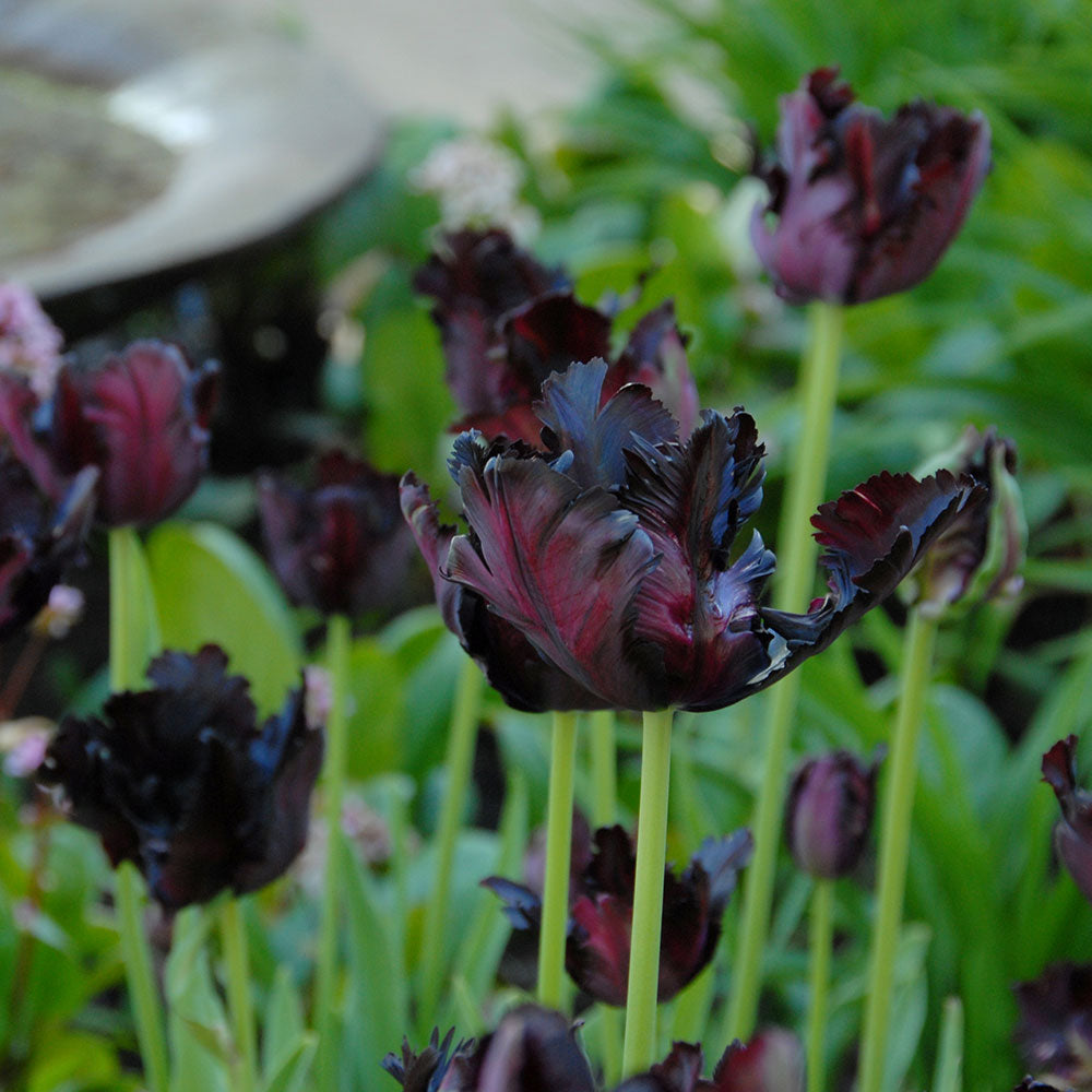 Tulip 'Black Parrot'