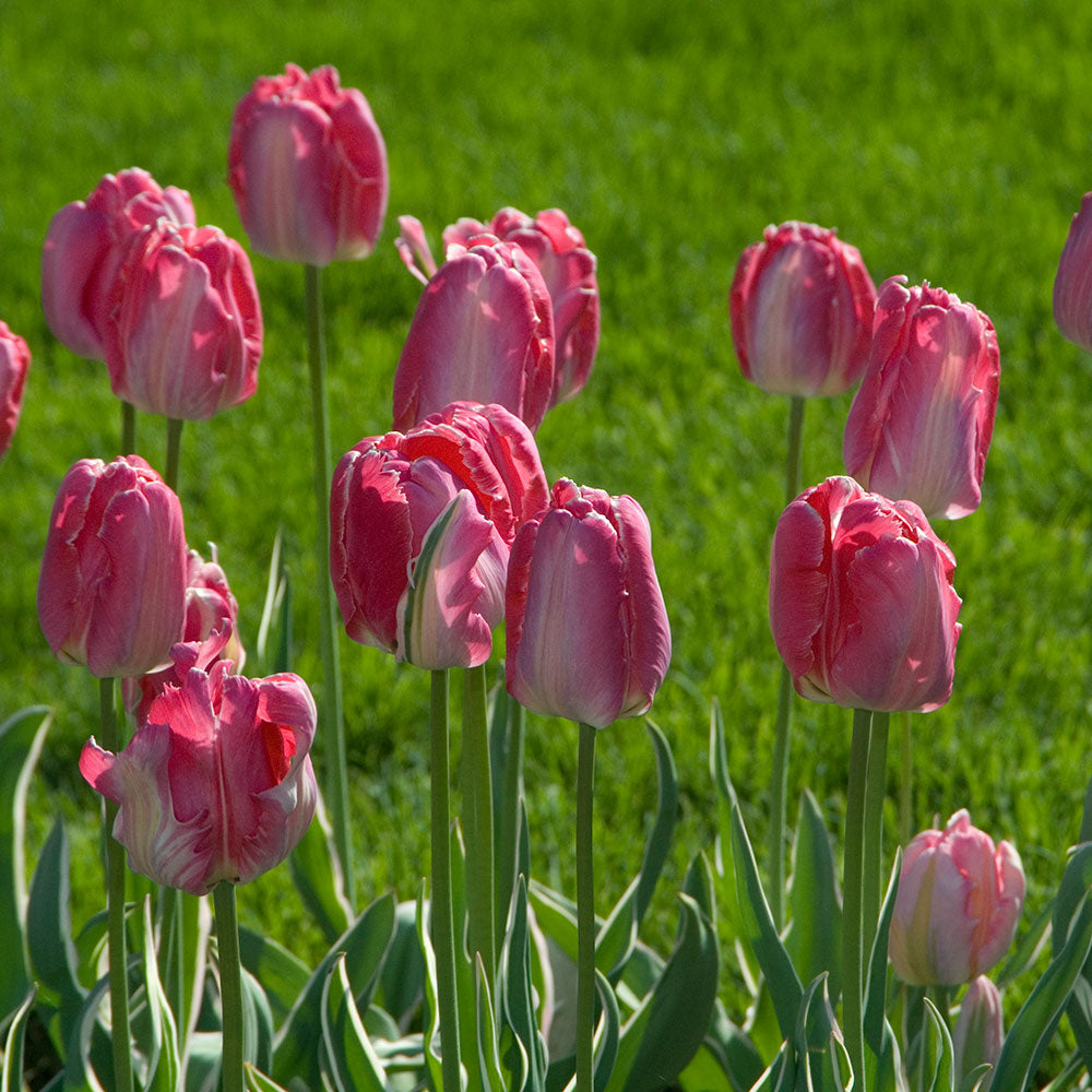 Tulip 'Elsenburg'
