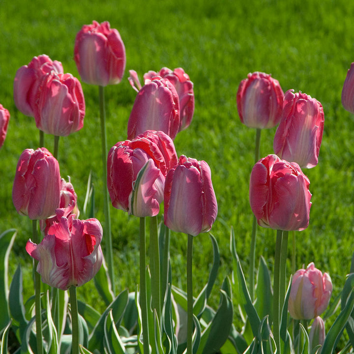 Tulip 'Elsenburg'