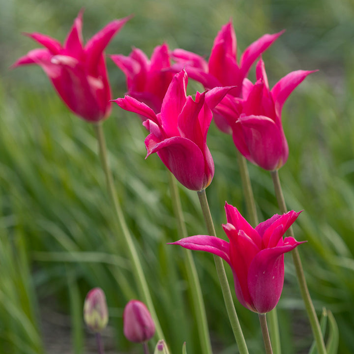 Tulip 'Liva'