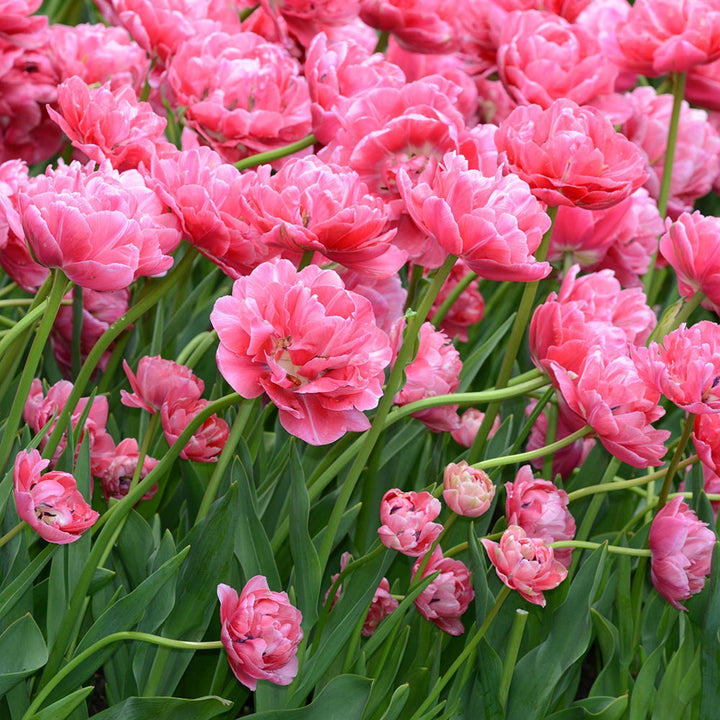 Painted Petals Tulip Collection
