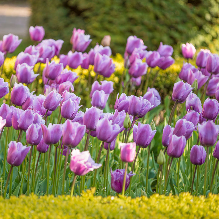 Tulip 'Louvre'