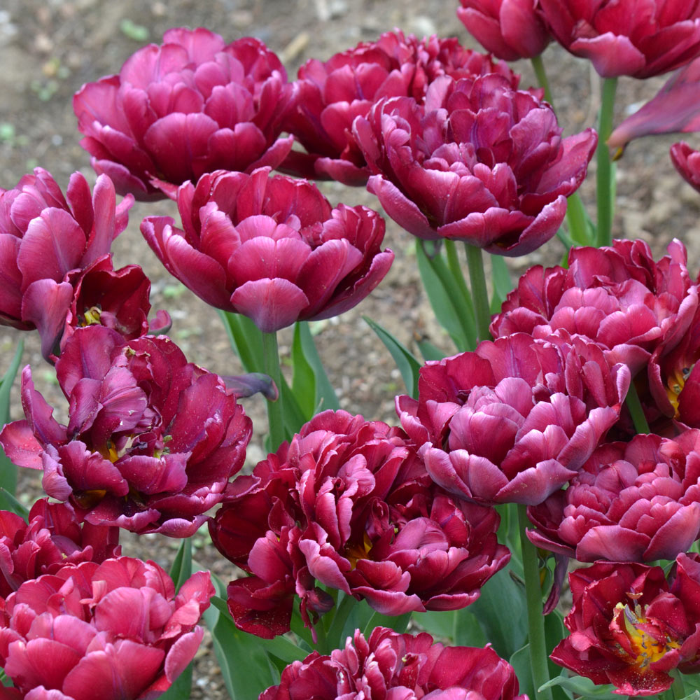tulip様♡専用ページ Tulip 'Alison Bradley' – White Flower Farm
