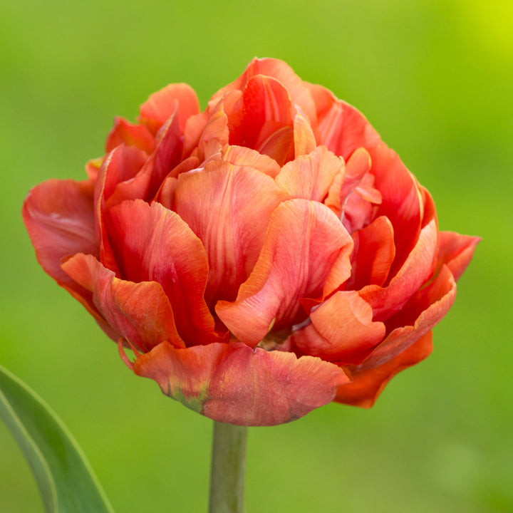 Tulip 'Valdivia'