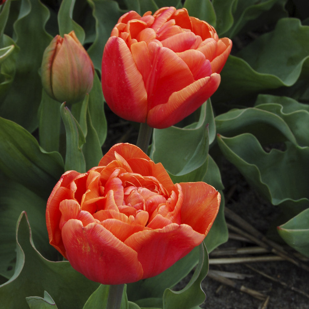 Tulip 'Caracas'