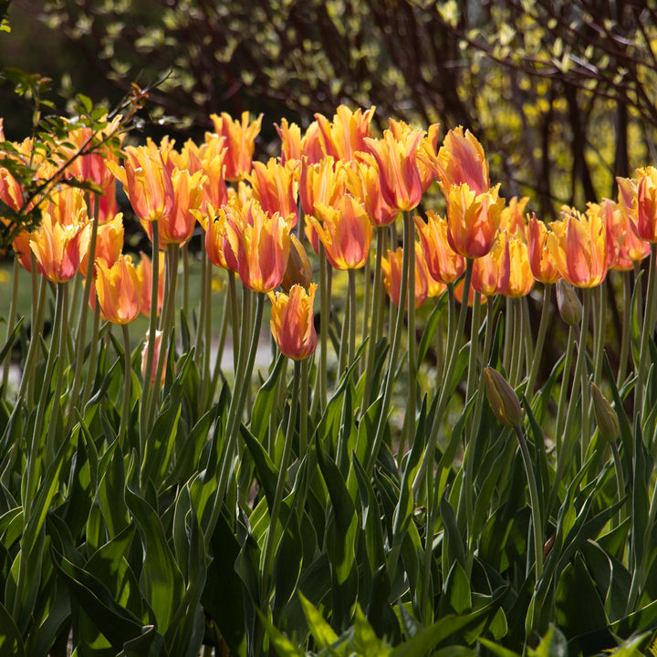 Painted Petals Tulip Collection