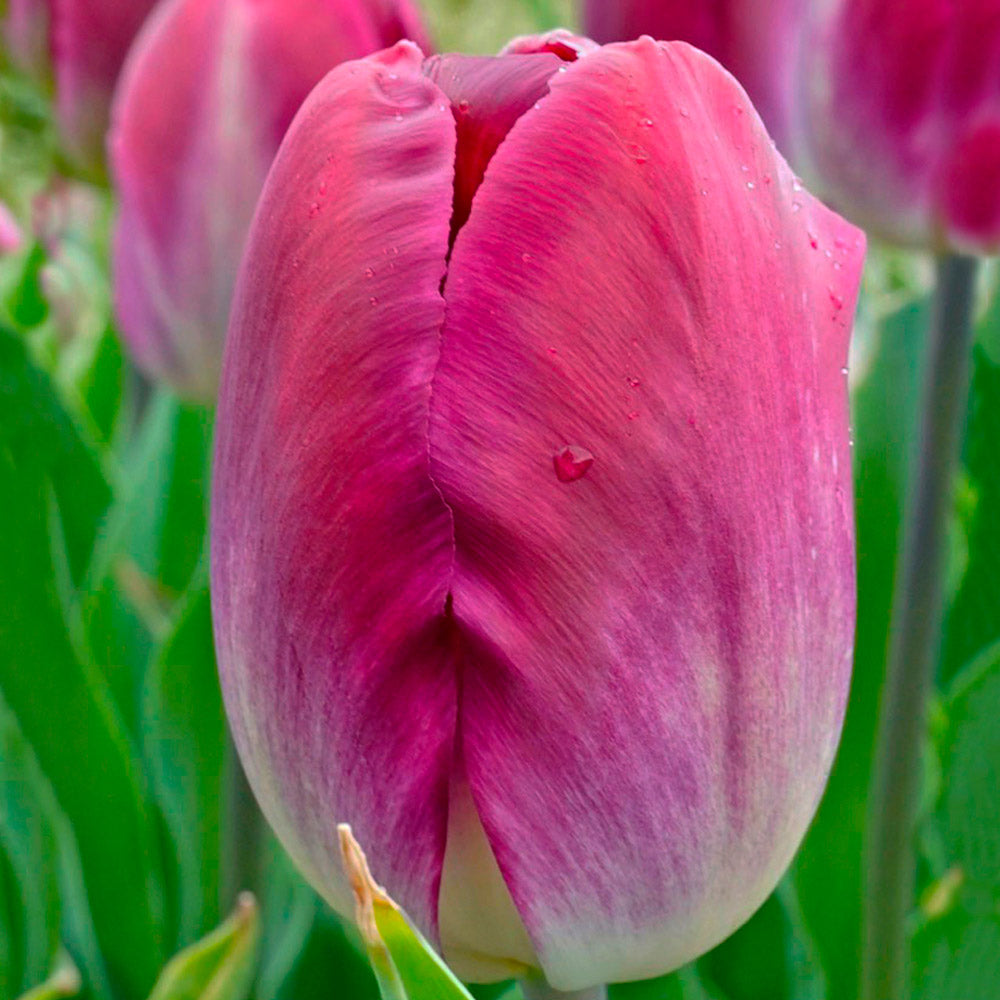 Tulip 'Kansas Proud'